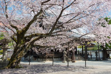 Kyoto, Japonya - Japonya 'daki Honpo-ji Tapınağı' nda kiraz çiçeği. Tapınak ilk olarak 1436 yılında inşa edildi..