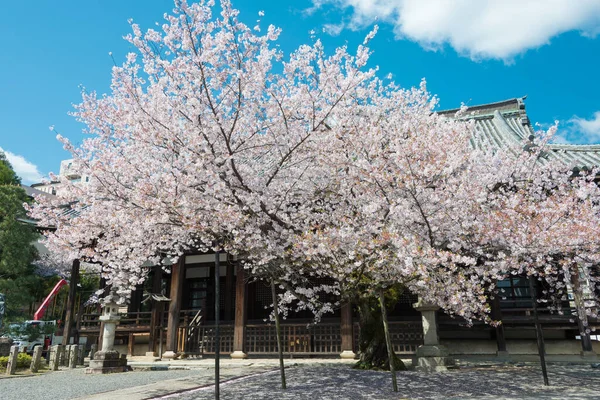 Kyoto Japon Des Cerisiers Fleurissent Temple Honpo Kyoto Japon Temple — Photo