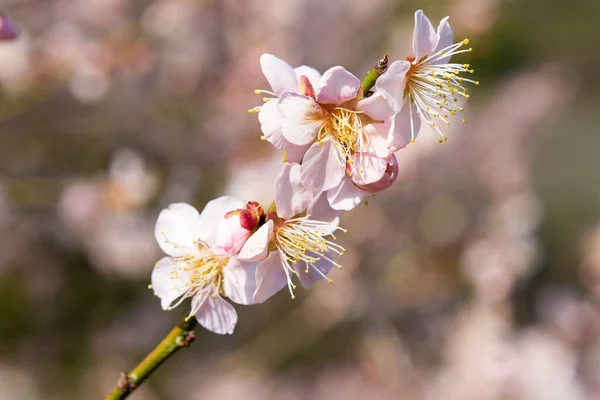 Kagawa Japon Abricot Japonais Fleurit Jardin Ritsurin Takamatsu Kagawa Japon — Photo