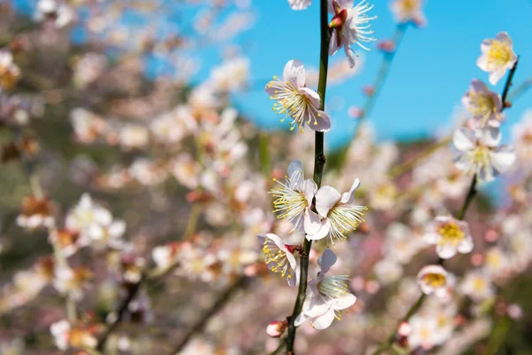 Kagawa Japon Abricot Japonais Fleurit Jardin Ritsurin Takamatsu Kagawa Japon — Photo
