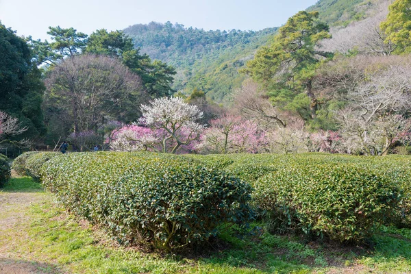 Kagawa Japon Plantation Thé Jardin Ritsurin Takamatsu Kagawa Japon Ritsurin — Photo