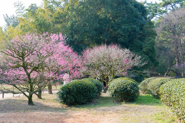 香川県 香川県高松市の栗林公園の茶畑 栗林公園は日本で最も有名な歴史ある庭園の一つです — ストック写真