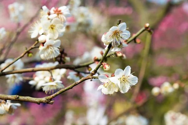 Kagawa Japon Abricot Japonais Fleurit Jardin Ritsurin Takamatsu Kagawa Japon — Photo