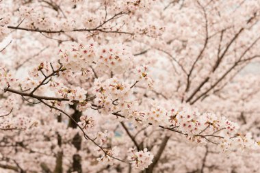 Kyoto, Japonya - Japonya, Kyoto 'daki Keage Incline Sitesi' nde kiraz çiçekleri. Keage Incline, Kyoto 'da kiraz çiçeği mevsiminin tadını çıkarmak için en iyi yerlerden biridir..