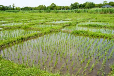 Saga, Japonya - Yoshinogari 'deki Yoshinogari Tarihi Parkı' ndaki Paddy alanı, Saga, Japonya.