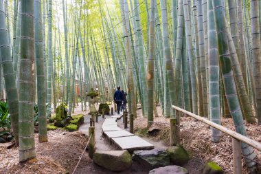 Kanagawa, Japonya - Japonya, Kanagawa, Kamakura 'daki Hokokuji Tapınağı' nda bambu ormanı. Tapınak ilk olarak 1334 yılında inşa edildi..