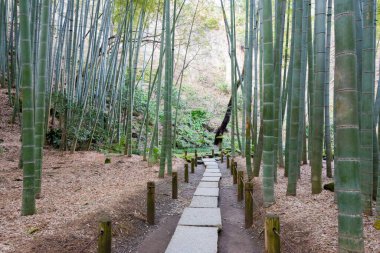 Kanagawa, Japonya - Japonya, Kanagawa, Kamakura 'daki Hokokuji Tapınağı' nda bambu ormanı. Tapınak ilk olarak 1334 yılında inşa edildi..