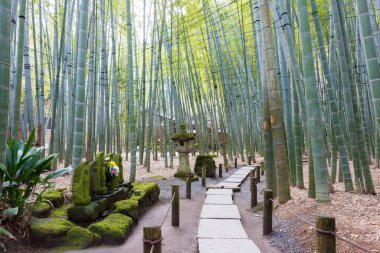 Kanagawa, Japonya - Japonya, Kanagawa, Kamakura 'daki Hokokuji Tapınağı' nda bambu ormanı. Tapınak ilk olarak 1334 yılında inşa edildi..