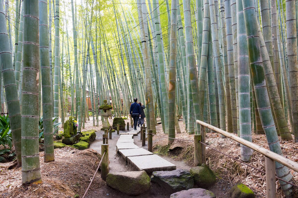 Kanagawa, Japan - Bamboo forest at Hokokuji Temple in Kamakura, Kanagawa, Japan. The temple was originally built in 1334.