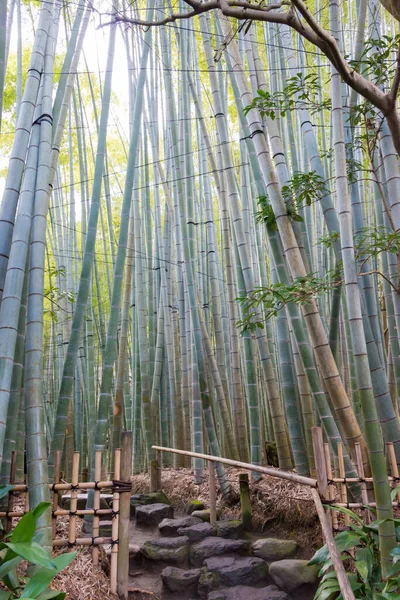 Канаґава Японія Бамбуковий Ліс Храмі Хококудзі Камакура Канаґава Японія Храм — стокове фото