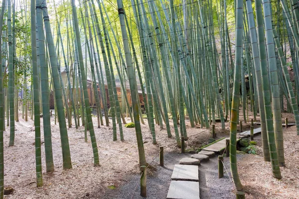 日本神奈川市 日本神奈川市北九二寺竹林 该寺始建于1334年 — 图库照片