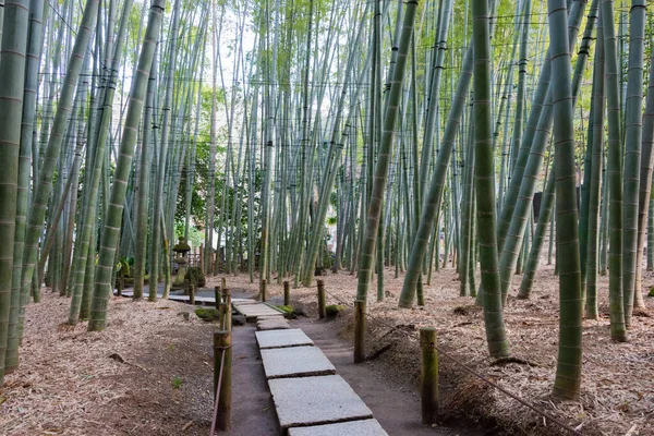 Кандалакша Япония Бамбуковый Лес Хокудзи Камакура Кандалакша Япония Храм Построен — стоковое фото