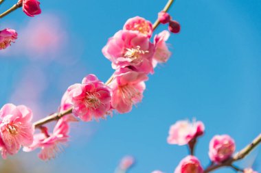 Osaka, Japonya - Prunus mume Japonya 'nın Osaka kentindeki Osaka Kalesi Parkı' nda çiçek açtı. Ünlü bir turistik yer..