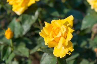 Tokyo, Japonya - Japonya 'daki Kyu-Furukawa Bahçelerinde Gül Çiçeği (Duftgold).