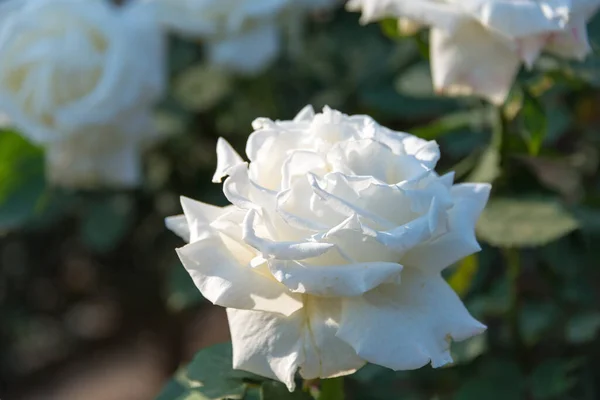 Tokio Japonia Kwiat Róży Papież Jan Paweł Ogrodach Kyu Furukawa — Zdjęcie stockowe