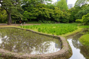 Tokyo, Japonya - Tokyo, Japonya 'daki Koishikawa Korakuen Bahçesi. 1600-1867 yılları arasında, iktidardaki Tokugawa ailesinin Mito şubesinin Tokyo 'daki konutunda inşa edildi..