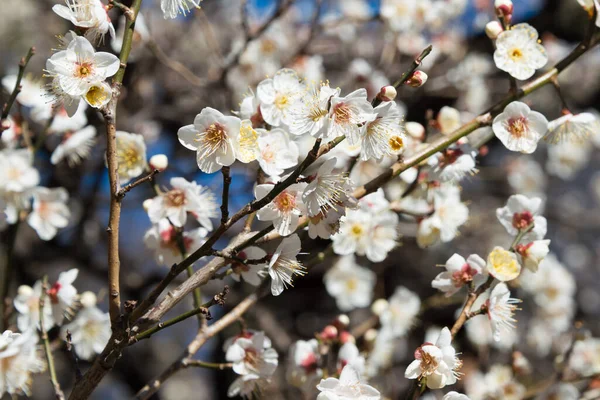 Tokyo Japon Prunus Mume Fleurit Sanctuaire Nogi Tokyo Japon Sanctuaire — Photo