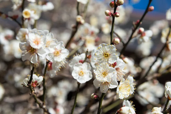 Tokyo Japon Prunus Mume Fleurit Sanctuaire Nogi Tokyo Japon Sanctuaire — Photo