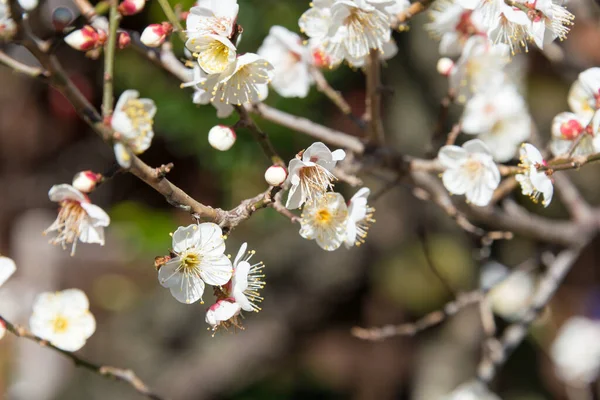 Tokyo Japon Prunus Mume Fleurit Sanctuaire Nogi Tokyo Japon Sanctuaire — Photo