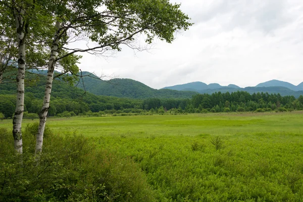 Nikko, Japonya - Odashirogahara bataklığı. Ramsar siteleri ve Nikko Ulusal Parkı Nikko, Tochigi, Japonya.