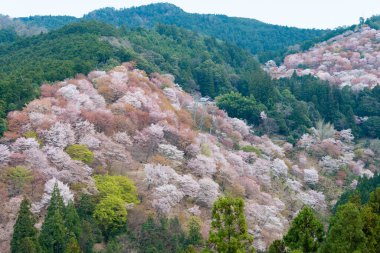 Nara, Japonya - Japonya 'daki Yoshino Dağı' ndaki Nakasenbon bölgesinde kiraz çiçekleri. Yoshino Dağı, Kii Dağları 'ndaki UNESCO Dünya Mirası Kutsal Arazi ve Hac rotalarının bir parçasıdır..