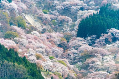Nara, Japonya - Japonya 'daki Yoshino Dağı' ndaki Nakasenbon bölgesinde kiraz çiçekleri. Yoshino Dağı, Kii Dağları 'ndaki UNESCO Dünya Mirası Kutsal Arazi ve Hac rotalarının bir parçasıdır..