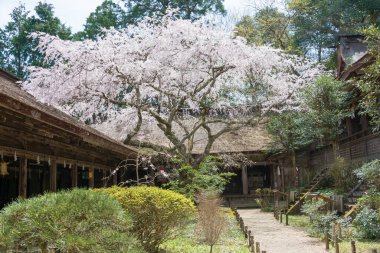 Nara, Japonya - Yoshino Mikumari Tapınağı, Nara, Japonya. Burası UNESCO 'nun Dünya Mirası Bölgesi - Kii Dağları' ndaki Kutsal Mekanlar ve Hac Rotaları.