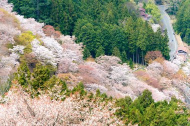 Nara, Japonya - Japonya 'daki Yoshino Dağı' ndaki Kamisenbon bölgesinde kiraz çiçekleri. Yoshino Dağı, Kii Dağları 'ndaki UNESCO Dünya Mirası Kutsal Arazi ve Hac rotalarının bir parçasıdır.