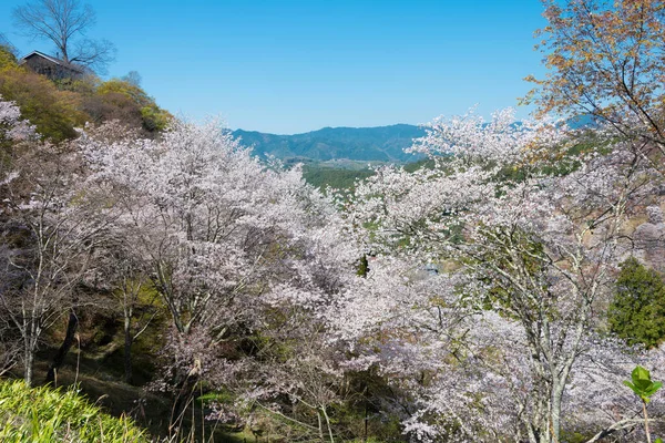 Нара Япония Cherry Bsoms Shimosenbon Area Mount Yosino Nara Japan — стоковое фото