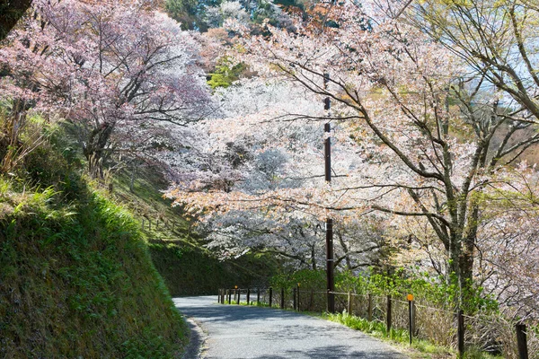 Нара Япония Cherry Bsoms Shimosenbon Area Mount Yosino Nara Japan — стоковое фото