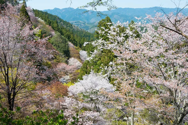 Nara Japan Körsbärsblommor Shimosenbon Området Mount Yoshino Nara Japan Yoshino — Stockfoto