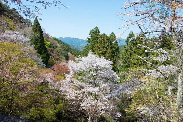 Nara Japonya Japonya Daki Yoshino Dağı Ndaki Shimosenbon Bölgesinde Kiraz — Stok fotoğraf