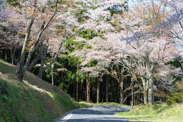 奈良県 奈良県吉野郡下千本地区の桜 世界遺産に登録されている吉野山 紀伊山地の霊場と参詣道 — ストック写真