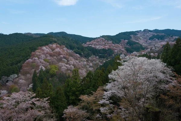 日本奈良 在日本奈良奈山中山地区盛开樱花 吉诺山是联合国教科文组织世界遗产圣址的一部分 吉山山脉的圣地和朝圣路线 — 图库照片