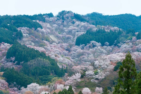 日本奈良 在日本奈良奈山中山地区盛开樱花 吉诺山是联合国教科文组织世界遗产圣址的一部分 吉山山脉的圣地和朝圣路线 — 图库照片