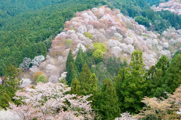 日本奈良 在日本奈良奈山中山地区盛开樱花 吉诺山是联合国教科文组织世界遗产圣址的一部分 吉山山脉的圣地和朝圣路线 — 图库照片