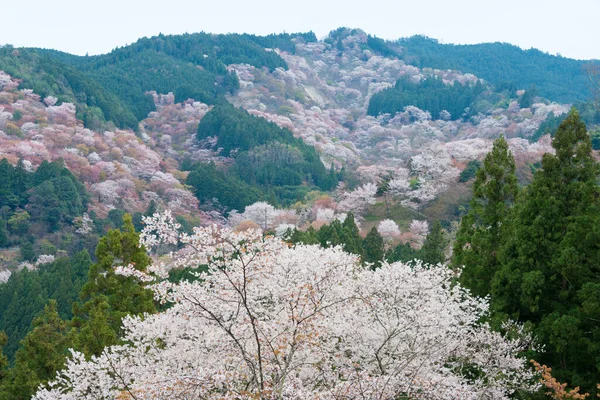 Nara Japan Kirschblüten Nakasenbon Gebiet Berg Yoshino Nara Japan Der — Stockfoto