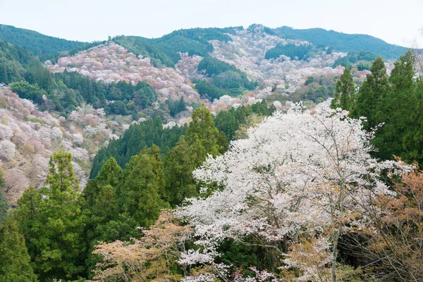 日本奈良 在日本奈良奈山中山地区盛开樱花 吉诺山是联合国教科文组织世界遗产圣址的一部分 吉山山脉的圣地和朝圣路线 — 图库照片