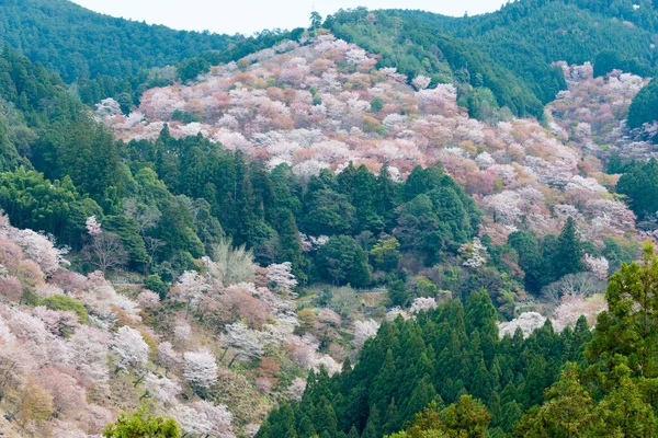 Nara Japan Körsbärsblommor Nakasenbonområdet Mount Yoshino Nara Japan Yoshino Del — Stockfoto