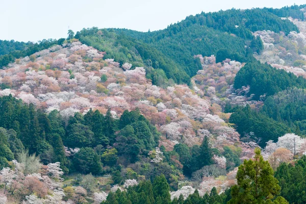 日本奈良 在日本奈良奈山中山地区盛开樱花 吉诺山是联合国教科文组织世界遗产圣址的一部分 吉山山脉的圣地和朝圣路线 — 图库照片