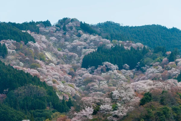 Nara Japón Flores Cerezo Área Nakasenbon Monte Yoshino Nara Japón — Foto de Stock