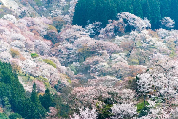 日本奈良 在日本奈良奈山中山地区盛开樱花 吉诺山是联合国教科文组织世界遗产圣址的一部分 吉山山脉的圣地和朝圣路线 — 图库照片