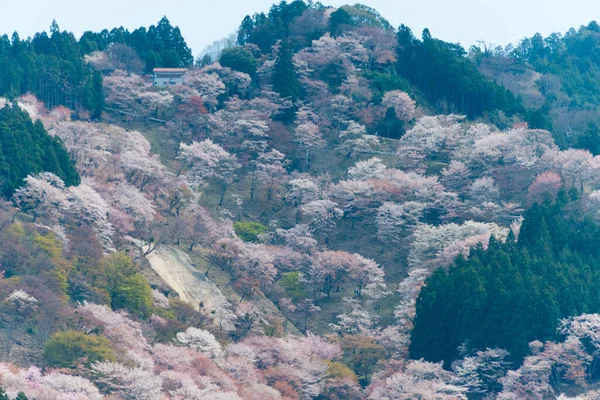 Nara Japan Körsbärsblommor Nakasenbonområdet Mount Yoshino Nara Japan Yoshino Del — Stockfoto