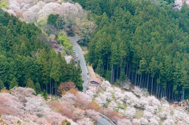 Nara, Japonya - Japonya 'daki Yoshino Dağı' ndaki Kamisenbon bölgesinde kiraz çiçekleri. Yoshino Dağı, Kii Dağları 'ndaki UNESCO Dünya Mirası Kutsal Arazi ve Hac rotalarının bir parçasıdır.