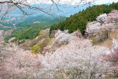 Nara, Japonya - Japonya 'daki Yoshino Dağı' ndaki Kamisenbon bölgesinde kiraz çiçekleri. Yoshino Dağı, Kii Dağları 'ndaki UNESCO Dünya Mirası Kutsal Arazi ve Hac rotalarının bir parçasıdır.