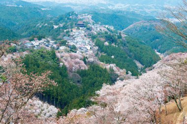 Nara, Japonya - Japonya 'daki Yoshino Dağı' ndaki Kamisenbon bölgesinde kiraz çiçekleri. Yoshino Dağı, Kii Dağları 'ndaki UNESCO Dünya Mirası Kutsal Arazi ve Hac rotalarının bir parçasıdır.