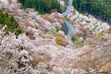 Nara, Japonya - Japonya 'daki Yoshino Dağı' ndaki Kamisenbon bölgesinde kiraz çiçekleri. Yoshino Dağı, Kii Dağları 'ndaki UNESCO Dünya Mirası Kutsal Arazi ve Hac rotalarının bir parçasıdır.