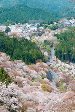 Nara, Japonya - Japonya 'daki Yoshino Dağı' ndaki Kamisenbon bölgesinde kiraz çiçekleri. Yoshino Dağı, Kii Dağları 'ndaki UNESCO Dünya Mirası Kutsal Arazi ve Hac rotalarının bir parçasıdır.
