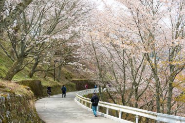 Nara, Japonya - Japonya 'daki Yoshino Dağı' ndaki Kamisenbon bölgesinde kiraz çiçekleri. Yoshino Dağı, Kii Dağları 'ndaki UNESCO Dünya Mirası Kutsal Arazi ve Hac rotalarının bir parçasıdır.