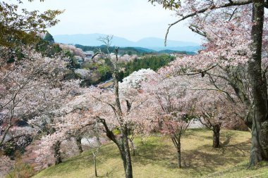 Nara, Japonya - Japonya 'daki Yoshino Dağı' ndaki Kamisenbon bölgesinde kiraz çiçekleri. Yoshino Dağı, Kii Dağları 'ndaki UNESCO Dünya Mirası Kutsal Arazi ve Hac rotalarının bir parçasıdır.